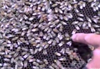 To Bee, or Not