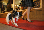 Beauty and the Furry Fashion Show