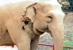 PAWS is the Performing Animals Welfare Society
