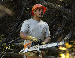 Manuel Burac, a foreman for Universal Forestry, watches ...